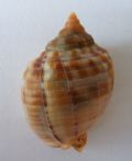 Phalium granulatum